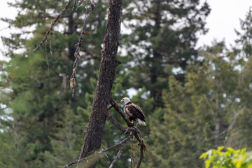 Bald eagle sitting in a tree scouting the surroundings  near Sproat Lake in Canada