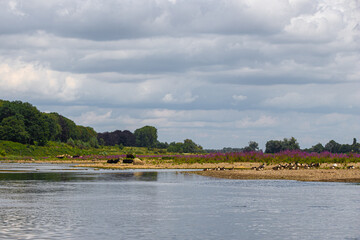 Wild Konik horses and Galloway cattle cooling down alongside the border river Meuse between the Netherlands and Belgium. The purple catnip is in full bloom.