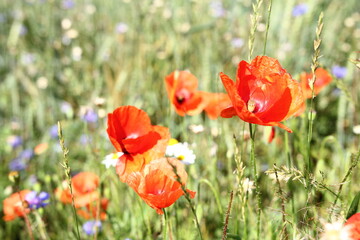 Wild flowers - meadow - red poppies, camomile, cornflowers