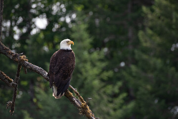 Bald eagle sitting in a tree scouting the surroundings  near Sproat Lake in Canada