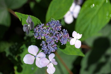 Hortensie Blume Natur Grün Sommer Garden Blühte
Hortensie grün Tellerhortenie Schneeballhortensie Rispenhortensie