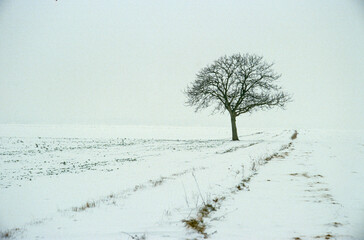 Fototapeta na wymiar Hiver, campagne, neige, Labour