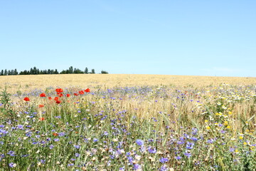 Wild flowers - meadow - poppies, camomile, cornflowers on the blue sky