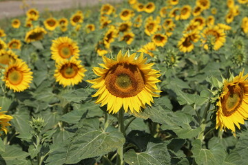 Yellow sunflower in a field on a green background