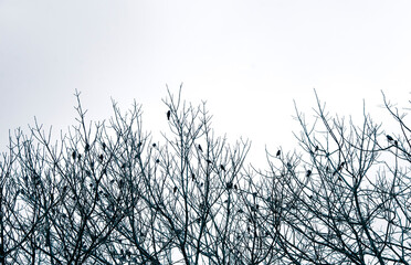 Silhouette of birds perched on leafless tree branches
