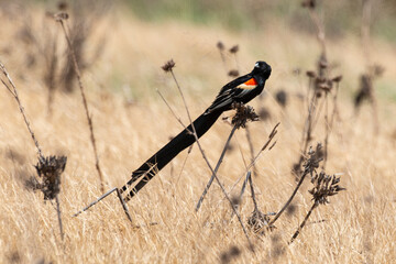 Euplecte à longue queue,.Euplectes progne, Long tailed Widowbird, Afrique du Sud