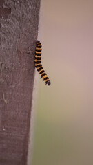 Cinnabar Moth Caterpillar