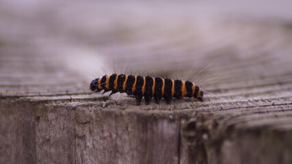 Cinnabar Moth Caterpillar