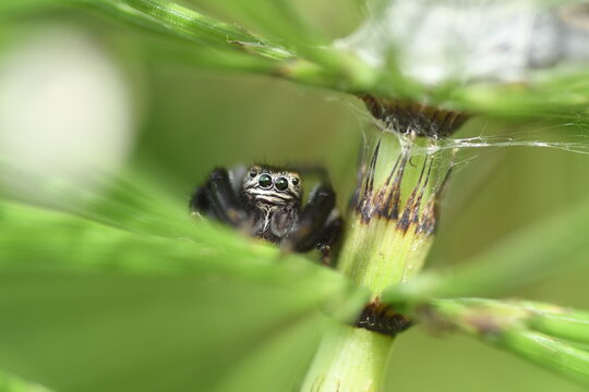 Evarcha arcuata (salticidae) su equiseto (circa 6 mm)