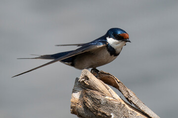 Hirondelle à gorge blanche,.Hirundo albigularis, White throated Swallow