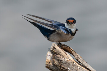Hirondelle à gorge blanche,.Hirundo albigularis, White throated Swallow © JAG IMAGES