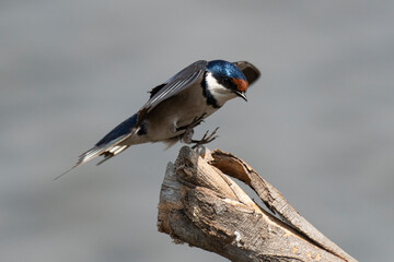 Hirondelle à gorge blanche,.Hirundo albigularis, White throated Swallow
