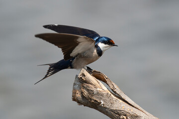 Hirondelle à gorge blanche,.Hirundo albigularis, White throated Swallow
