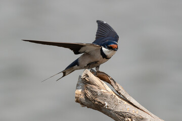 Hirondelle à gorge blanche,.Hirundo albigularis, White throated Swallow © JAG IMAGES
