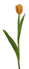 Side view of single peach tulip, isolated on white background.