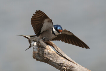 Hirondelle à gorge blanche,.Hirundo albigularis, White throated Swallow