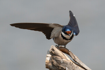 Hirondelle à gorge blanche,.Hirundo albigularis, White throated Swallow © JAG IMAGES