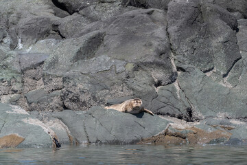 Seal resting in the sun on a rock in Canada's Salish Sea