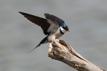 Hirondelle à gorge blanche,.Hirundo albigularis, White throated Swallow