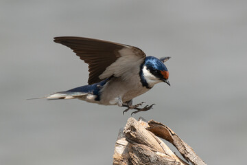 Hirondelle à gorge blanche,.Hirundo albigularis, White throated Swallow