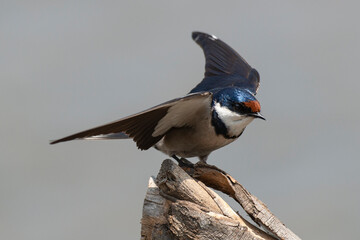 Hirondelle à gorge blanche,.Hirundo albigularis, White throated Swallow © JAG IMAGES