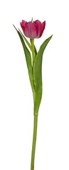 Side view of single double pink tulip, isolated on white background.