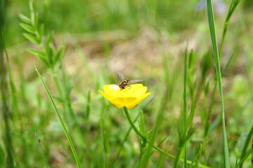 Marsh-marigold - Garden - close up on bee on yellow flowers