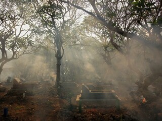 Scary cemetary with fog and trees. Graveyard, tomb, burial, and creepy trees