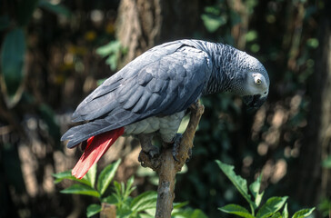 Perroquet jaco,.Psittacus erithacus, Grey Parrot © JAG IMAGES