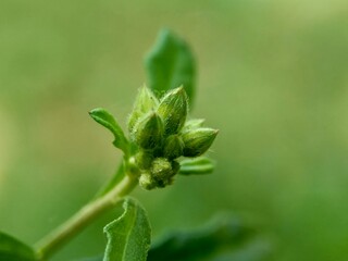 Cirsium vulgare (spear thistle, bull thistle, common thistle) the exotic flower with a natural background