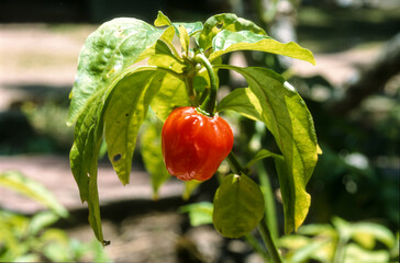 Piment 'Tomato', capsicum annum
