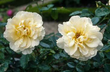 Rose, variete Neige d'été