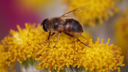 Bee on flower close up 