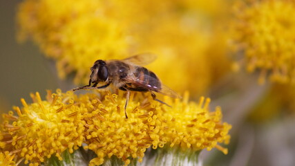 Bee on flower close up 