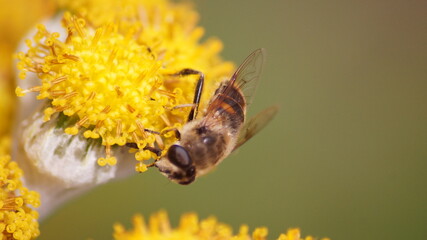 Bee on flower close up 