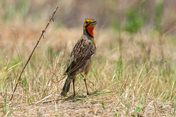 Sentinelle du Cap,.Macronyx capensis, Cape Longclaw