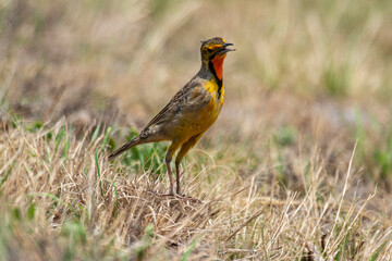 Sentinelle du Cap,.Macronyx capensis, Cape Longclaw