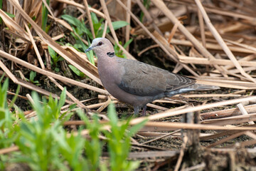 Obraz premium Foulque caronculée, .Fulica cristata, Red knobbed Coot