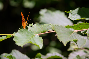Beautiful summer butterflies on flowers and leaves