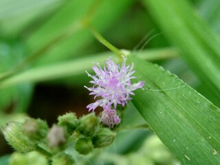 Cirsium vulgare (spear thistle, bull thistle, common thistle) the exotic flower with a natural background