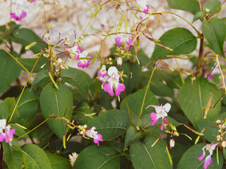 (Impatiens balfourii Hook) Impatiente ou Balsamine de Balfour aux grappes de fleur en forme de...