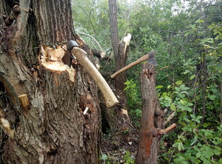 Ax in the tree or stump in the forest. felling tree