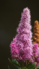 Spiraea salicifolia purple flower close up