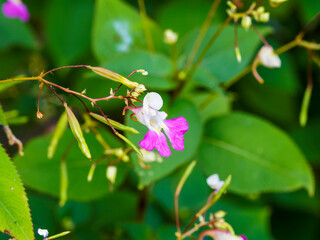 Impatiens balfourii Hook - Impatiente ou Balsamine de Balfour aux fleurs à casque blanc et pétales inférieures à éperon de couleur rose