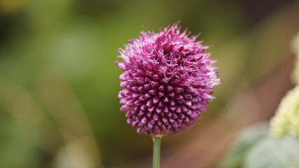 Allium Rotundum purple flower close up 