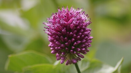 Allium Rotundum purple flower close up 