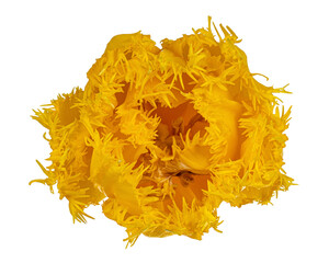 Close up top view yellow ruffled tulip flower, isolated on white background.