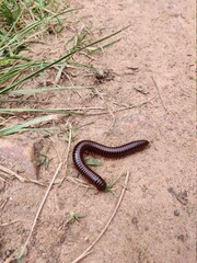 Millipede on the ground