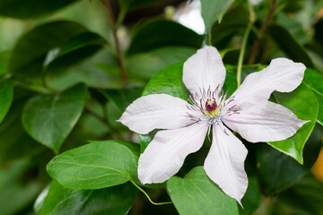Obraz premium Beautiful white Clematis flower in house garden