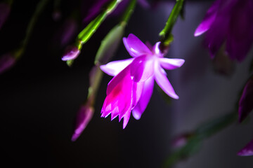 Fototapeta na wymiar Beautiful red and pink blossoming Schlumbergera christmas cactus flower at night.